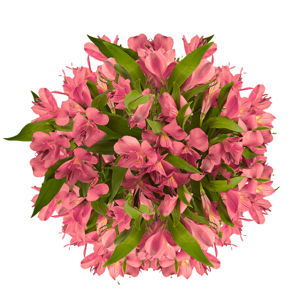 GlobalRose 240 Blooms of Pink Select Alstroemerias 60 Stems - Peruvian Lily Fresh Flowers for Delivery