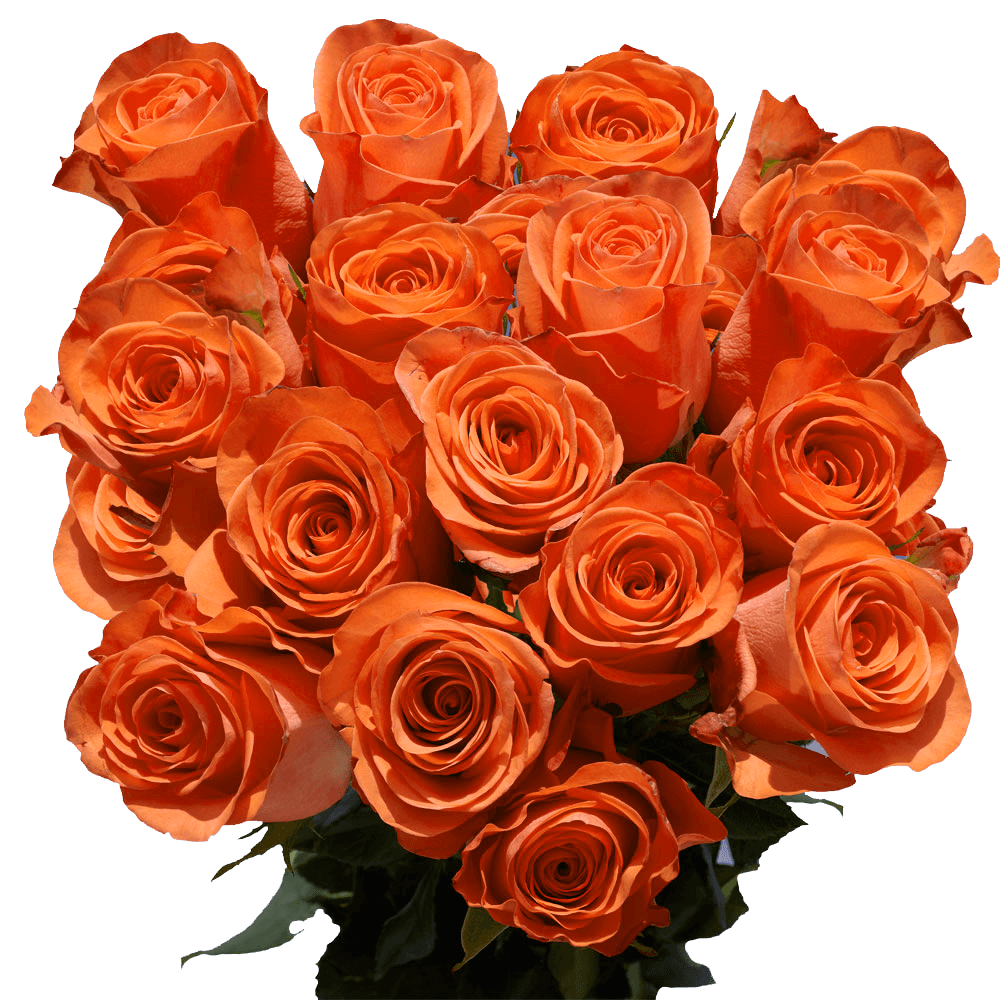 GlobalRose Long Stem Dark Orange Roses - 75 Orange Roses Long