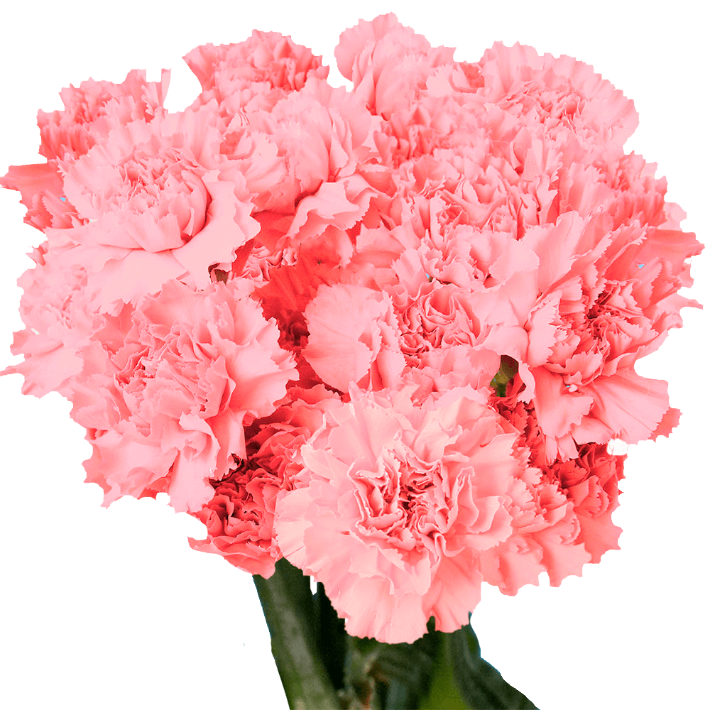 GlobalRose 300 Fresh Cut Pink Carnations - Fresh Flowers Wholesale Express Delivery