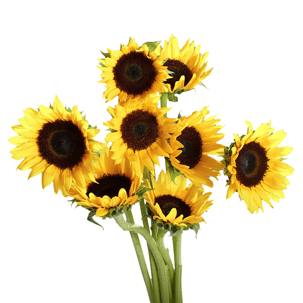 GlobalRose 50 Fresh Cut Yellow Sunflowers - Fresh Flowers For Birthdays, Weddings or Anniversary.
