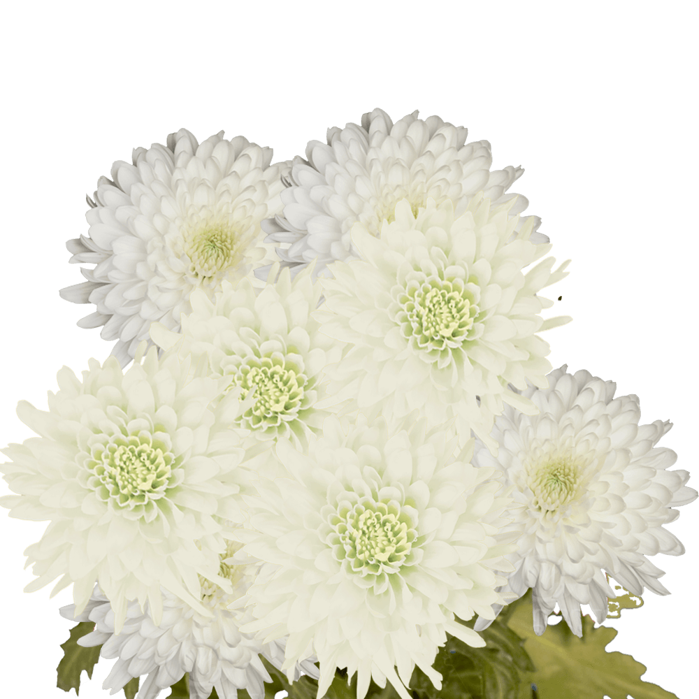 GlobalRose 50 Fresh Cut White Chrysanthemum Disbud Flowers - Fresh Flowers For Birthdays, Weddings or Anniversary.