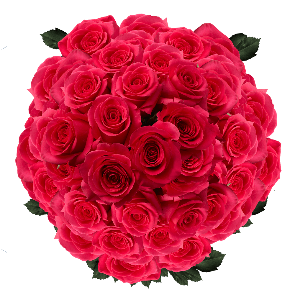GlobalRose 200 Fresh Cut Hot Pink Roses for Mother's Day - Versilia Roses - Fresh Flowers Wholesale Express Delivery - The Perfect Mother's Day Gift