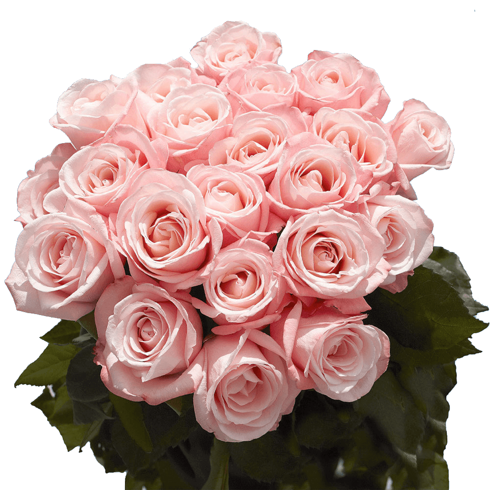 GlobalRose 50 Fresh Cut Pink Roses for Mother's Day - Fresh Flowers Express Delivery - Perfect for Mother's Day Gift