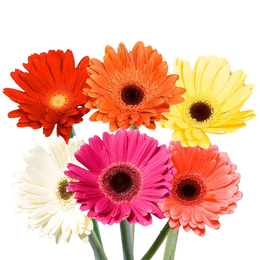 GlobalRose 60 Fresh Cut Gerbera Flowers - Fresh Flowers For Birthdays, Weddings or Anniversary.