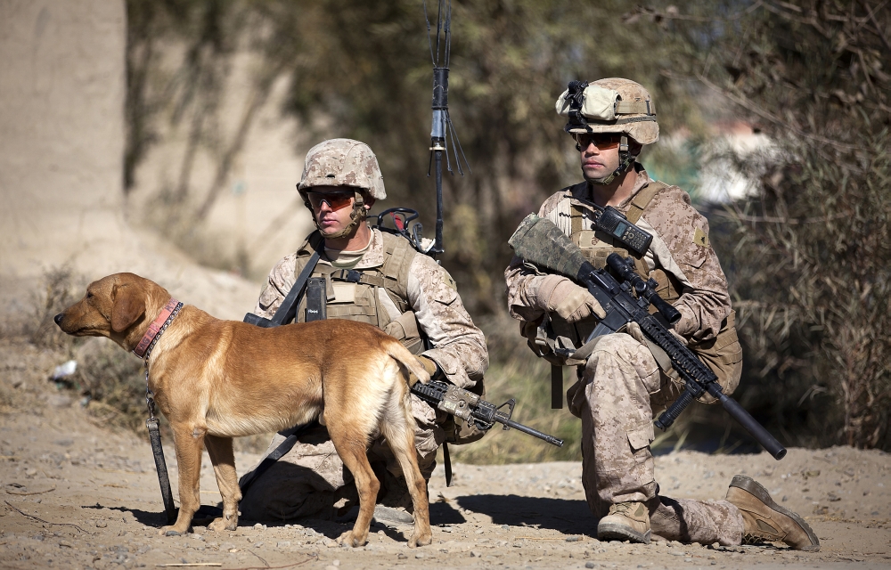 US Marines and a military working dog halt during a security patrol in Afghanistan Canvas Art - Stocktrek Images (35 x 23)