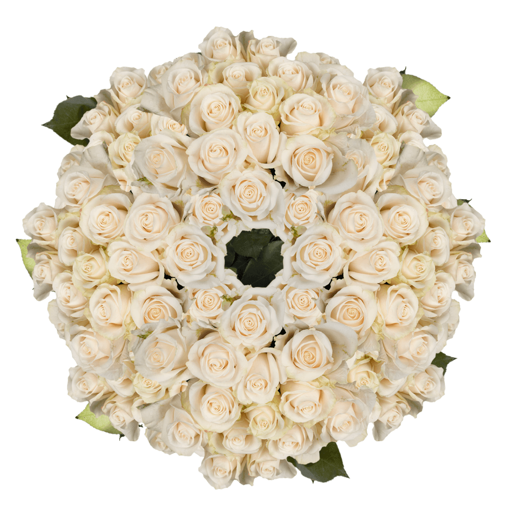 GlobalRose 250 Fresh Cut Ivory White Roses - Vendela Roses - Fresh Flowers Wholesale Express Delivery