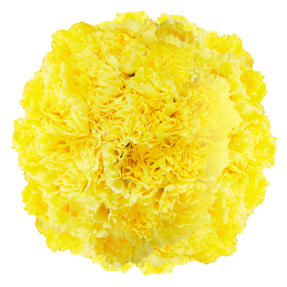 GlobalRose 350 Fresh Cut Yellow Carnations - Fresh Flowers Wholesale Express Delivery
