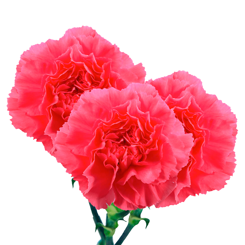 GlobalRose Long Stem Hot Pink Carnations - 300 Hot Pink Carnations Long