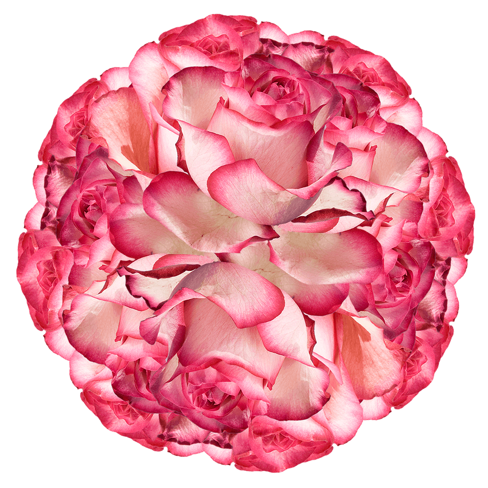 GlobalRose 100 Fresh Cut Pale Pink Roses with Dark Pink Tips - Carrousel Roses - Fresh Flowers For Birthdays, Weddings or Anniversary.