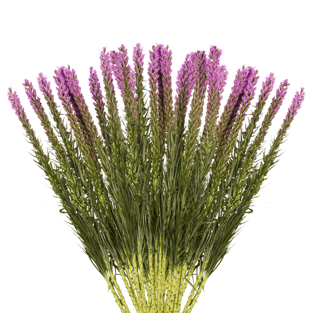 GlobalRose 240 Fresh Cut Liatris Flowers - Fresh Flowers For Birthdays, Weddings or Anniversary.