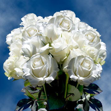 GlobalRose 75 Fresh Cut White Roses with a Creamy Yellow Center- Long Stem Aquito Roses - Fresh Flowers For Birthdays, Weddings or Anniversary.