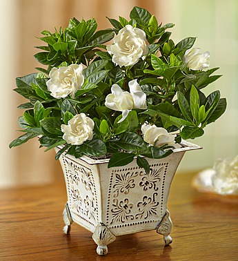 1800Flowers Small Grand Gardenia Plant with Antique-Inspired Planter