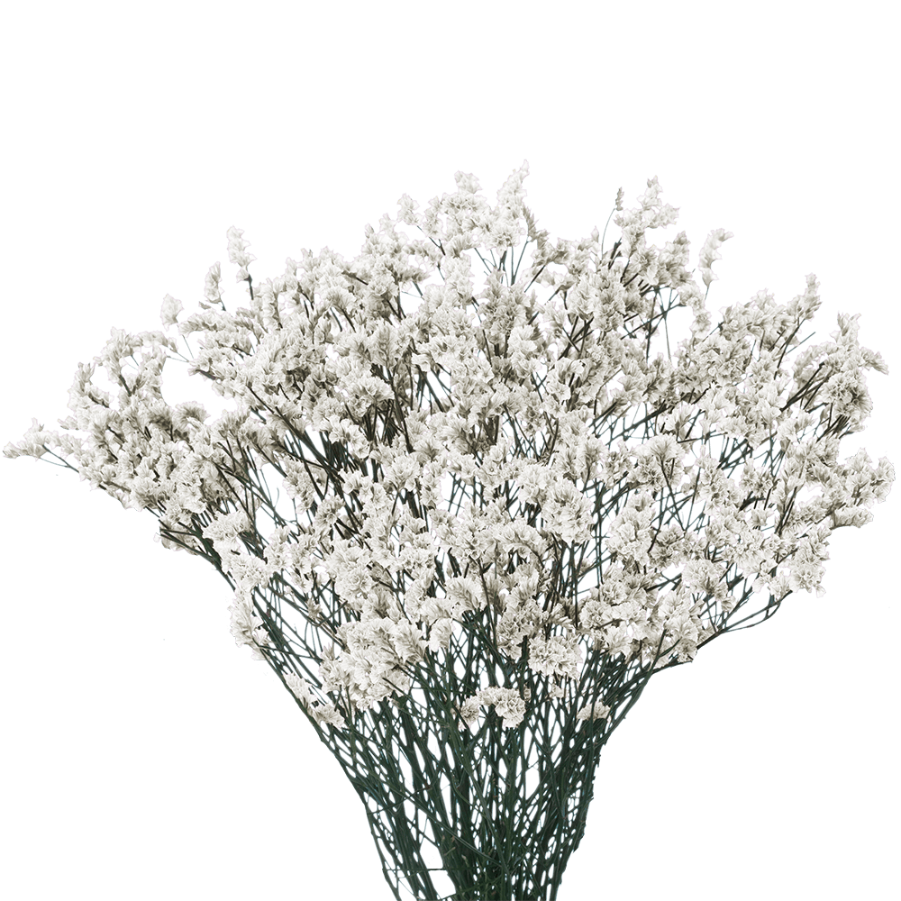 GlobalRose 240 Fresh Cut White Limonium Flowers - Fresh Flowers For Birthdays, Weddings or Anniversary.