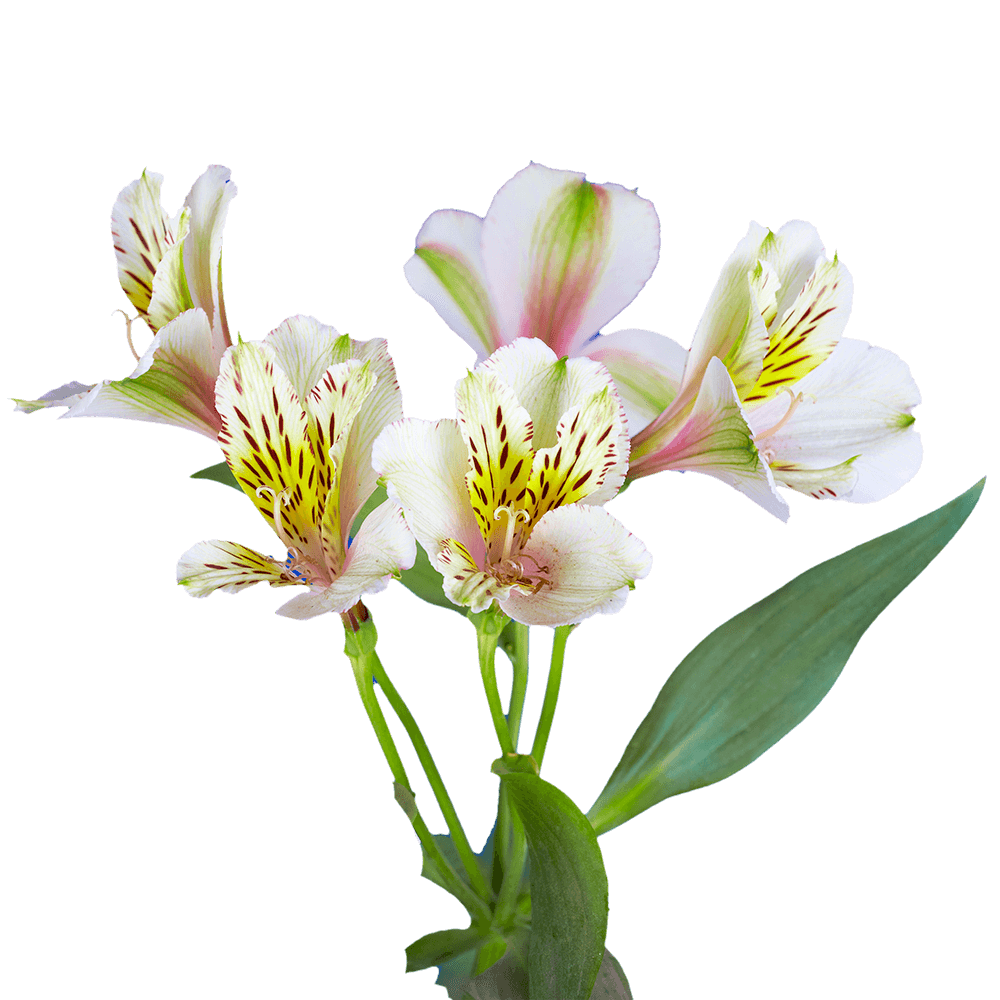 GlobalRose 120 Blooms of Cream Fancy Alstroemerias 30 Stems - Peruvian Lily Fresh Flowers for Delivery