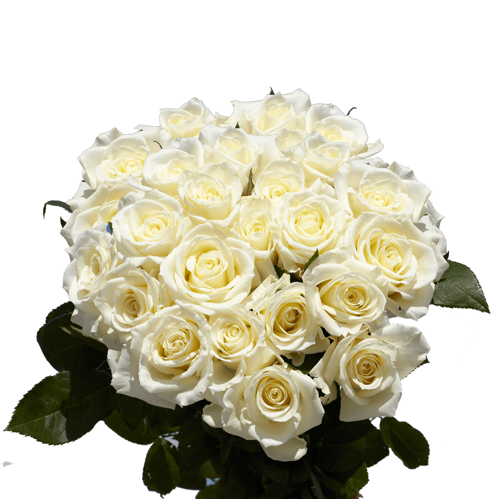 GlobalRose 50 Fresh Cut White Roses for Mother's Day - Tibet Roses - Fresh Flowers Express Delivery - The Perfect Mother's Day Gift