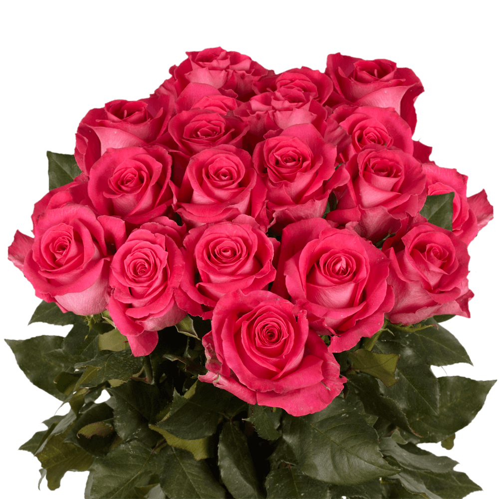 GlobalRose 75 Fresh Cut Bright Pink Roses - Large Bloom Roses - Fresh Flowers For Birthdays, Weddings or Anniversary.