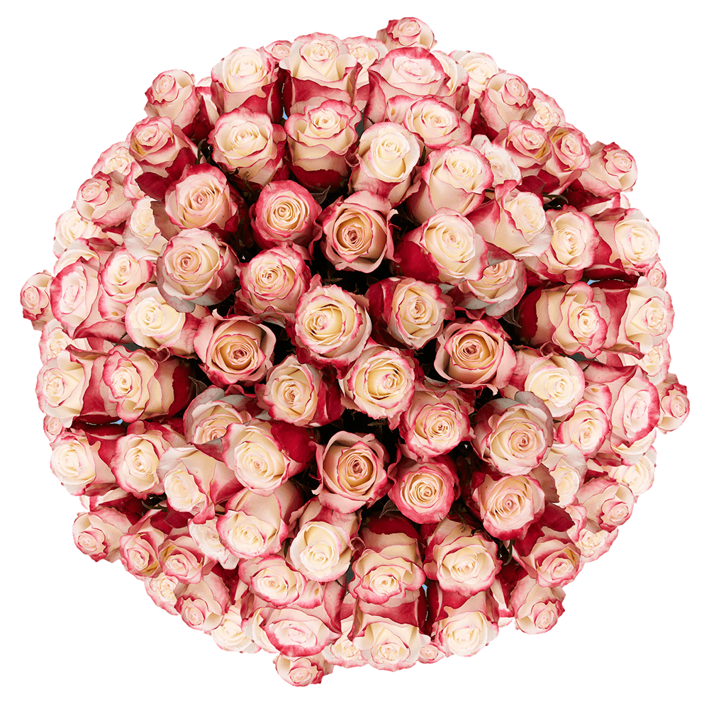 GlobalRose 200 Fresh Cut White Roses with Red Tips - Sweetness Roses - Fresh Flowers Wholesale Express Delivery