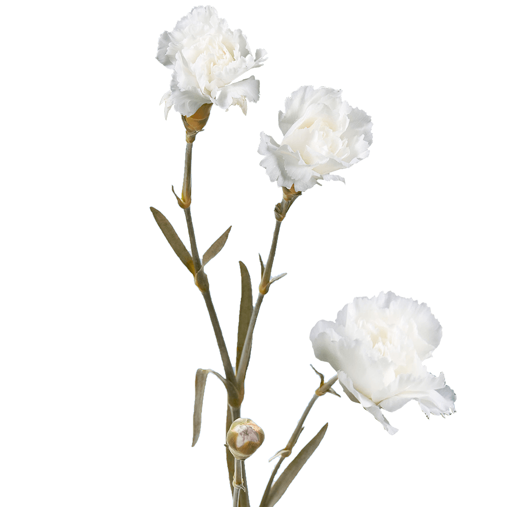 GlobalRose 100 Stems of Fresh Cut White Spray Carnations - 400 Blooms - Fresh Flowers For Birthdays, Weddings or Anniversary.