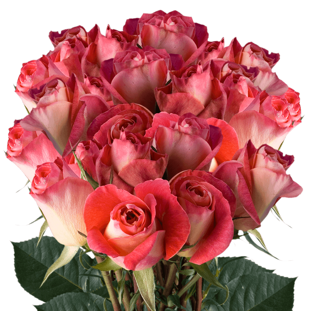 GlobalRose 75 Fresh Cut Deep Pink and Cream Roses Long Stem - Big Fun Roses - Fresh Flowers For Birthdays, Weddings or Anniversary.