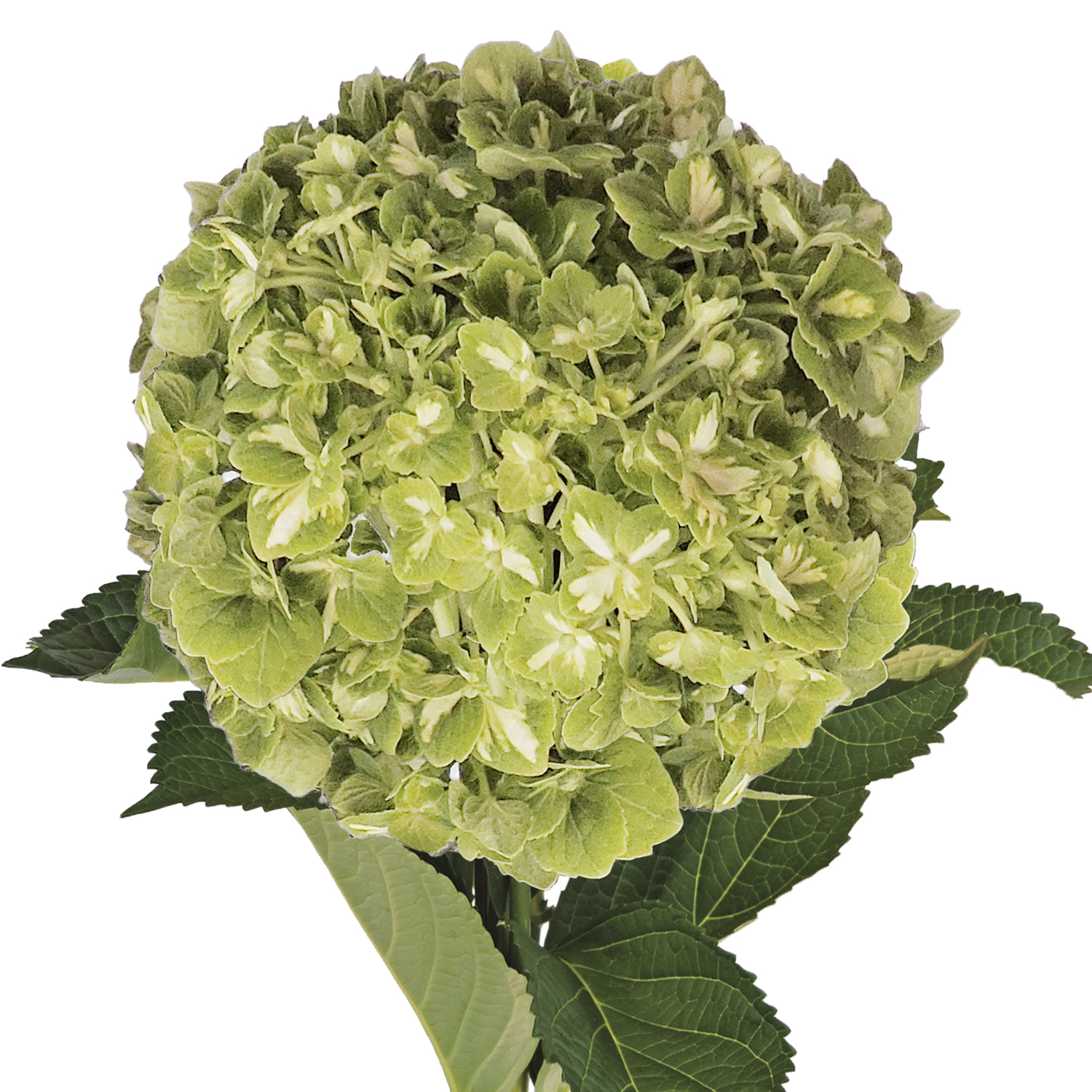 Emerald Hydrangea - Variegated - 12 stem