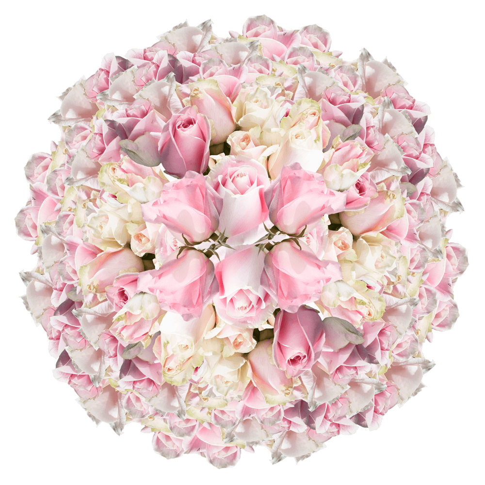 GlobalRose 200 Fresh Cut Soft Pink Roses - Rosita Vendela Roses - Fresh Flowers Wholesale Express Delivery