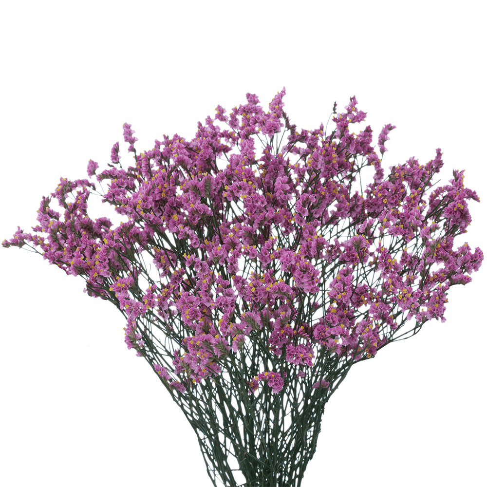 GlobalRose 240 Fresh Cut Purple Limonium Flowers - Fresh Flowers For Birthdays, Weddings or Anniversary.