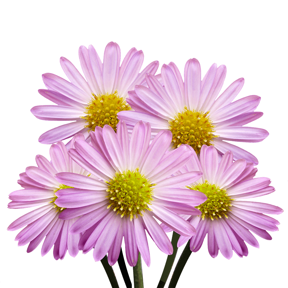 GlobalRose 240 Blooms of Pink Asters Flowers 60 Stems - Fresh Flowers for Delivery