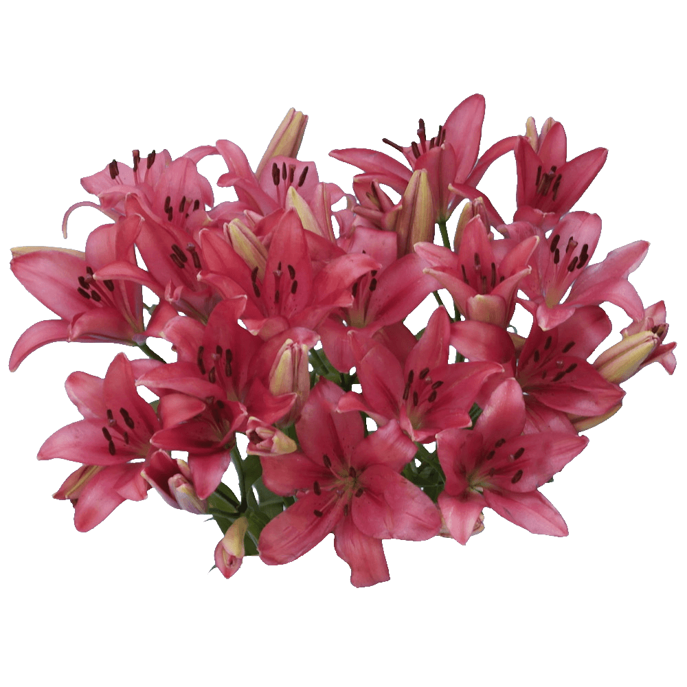 GlobalRose 28 Blooms of Hot Pink Color Asiatic Lilies 8 Stems - Fresh Flowers for Delivery