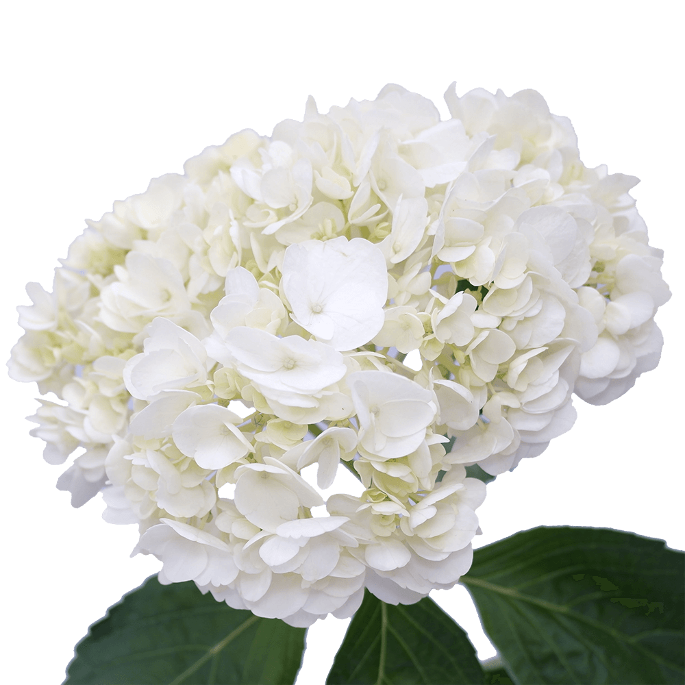 GlobalRose 20 Fresh Cut White Hydrangeas - Fresh Flowers For Birthdays, Weddings or Anniversary.