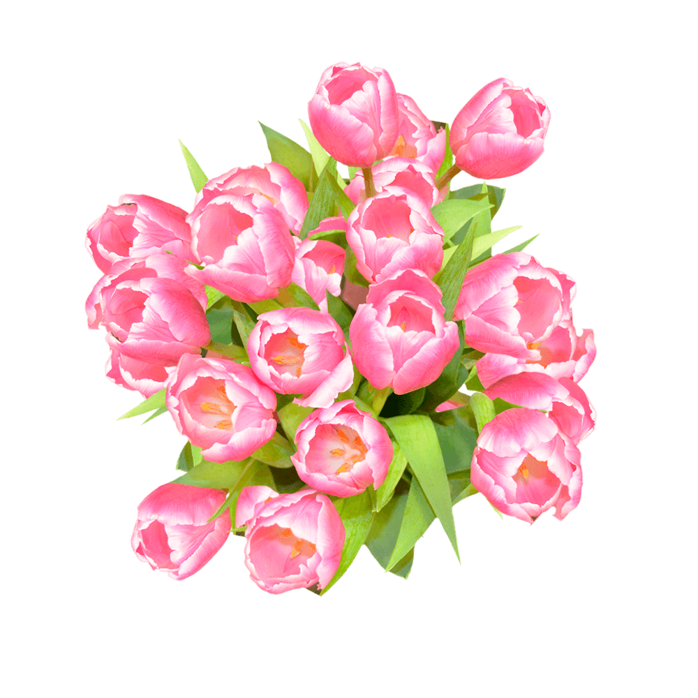 GlobalRose 30 Stems of Pink and White Bicolor Tulips Flowers - Fresh Flowers for Delivery