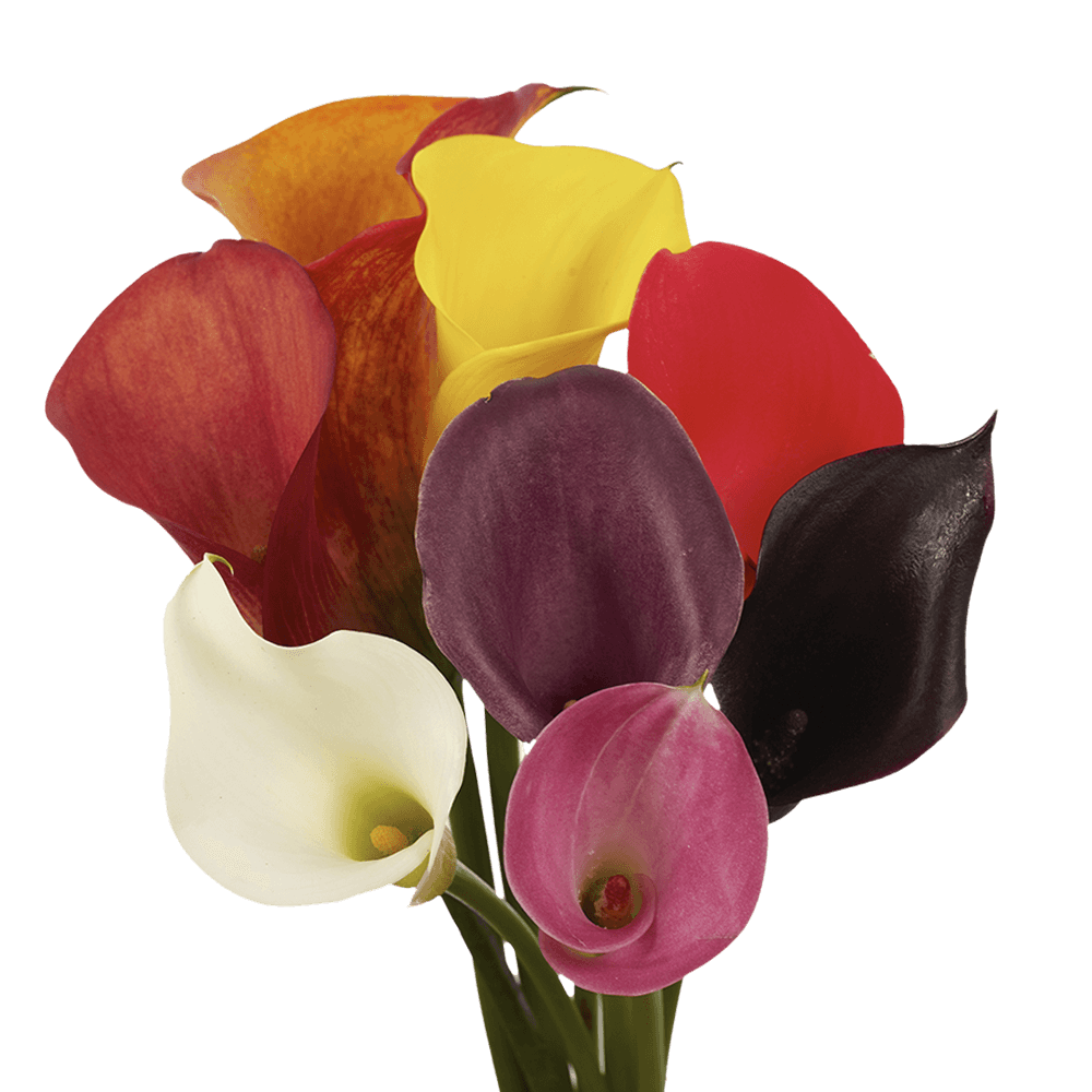 GlobalRose 10 Stems of Assorted Color Calla Lilies - Fresh Flowers for Delivery
