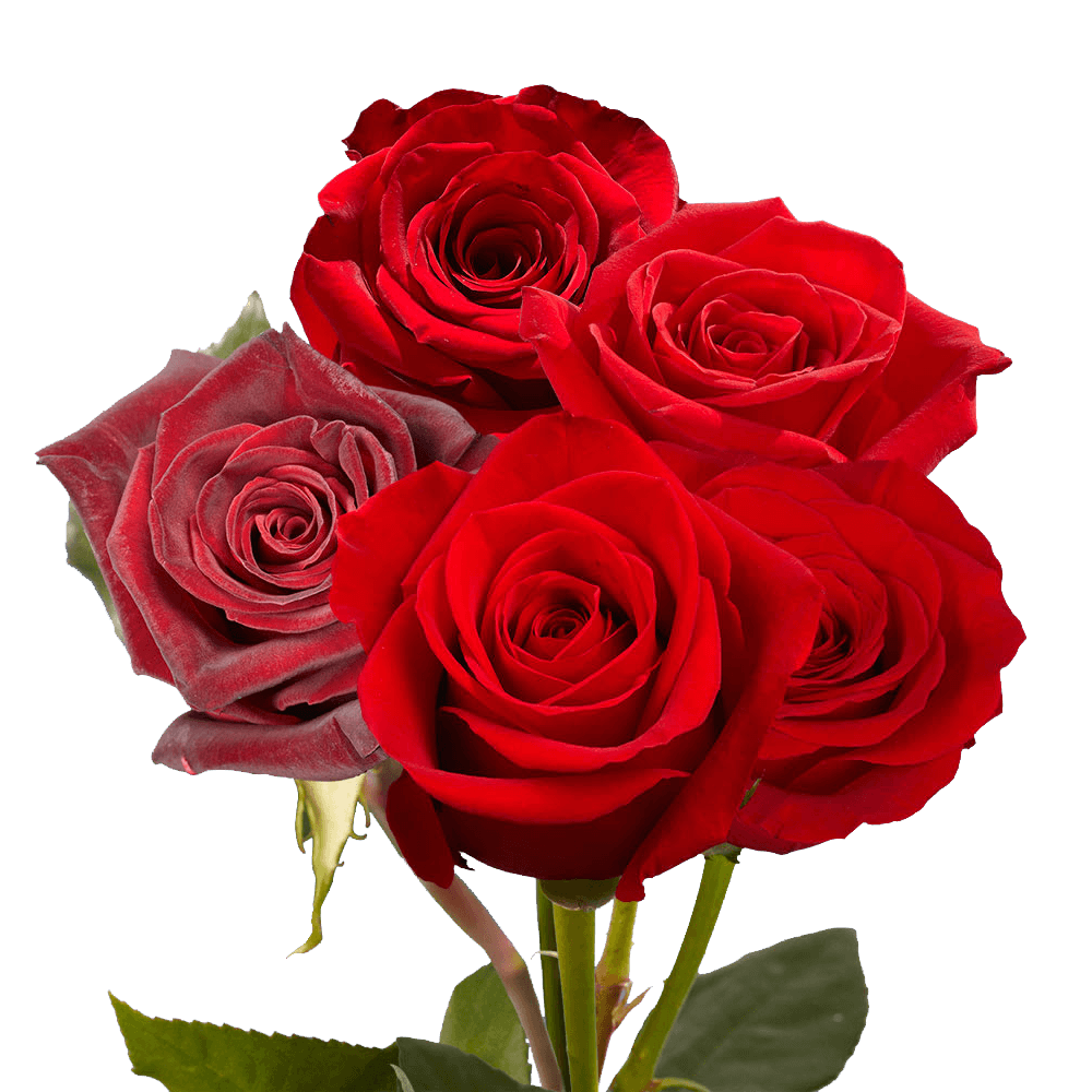GlobalRose 14 Dozens Red Roses and Fillers - Fresh Flowers Wholesale Express Delivery