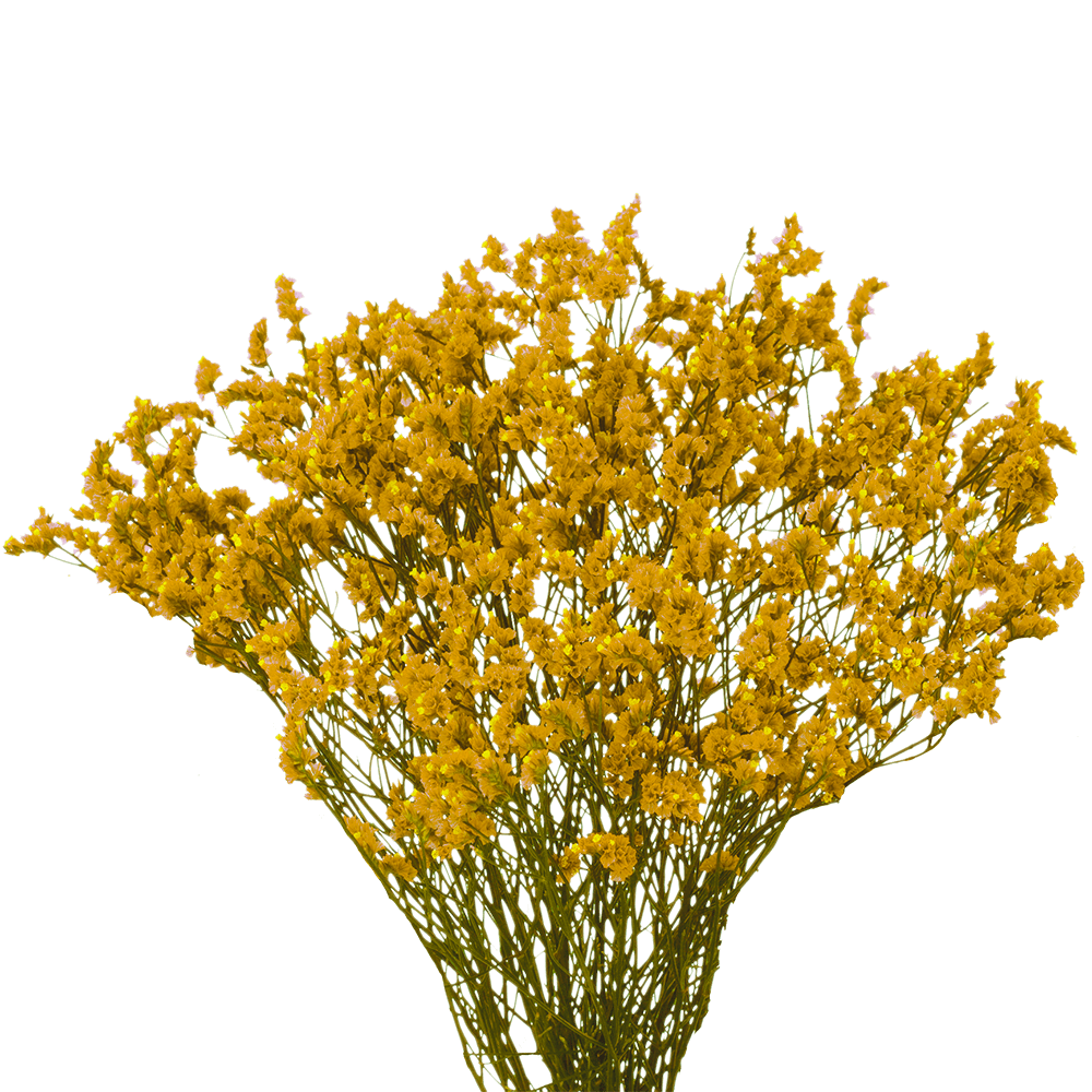 GlobalRose 30 Stems of Yelow Limoniums Flowers - Fresh Flowers for Delivery