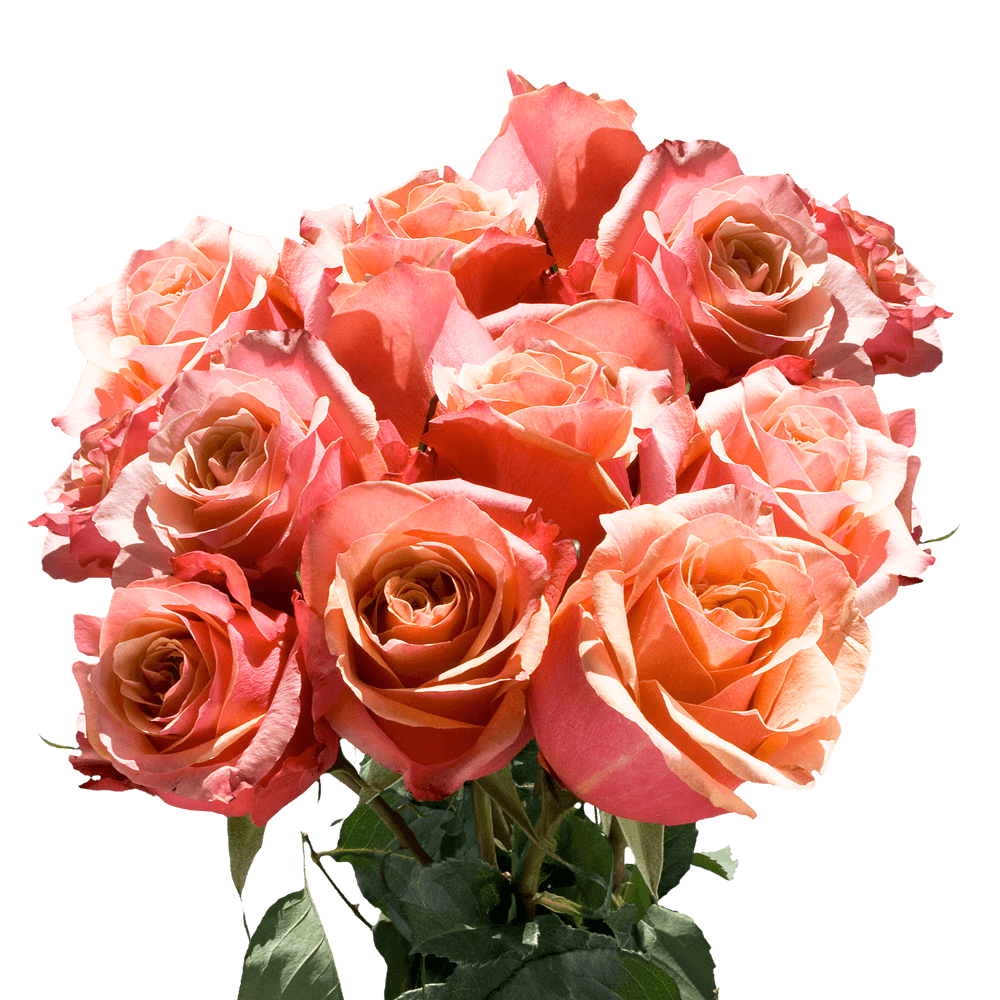 GlobalRose 50 Yellow Pink Roses - Cherry Brandy Roses - Fresh Flowers For Birthdays, Weddings or Anniversary.