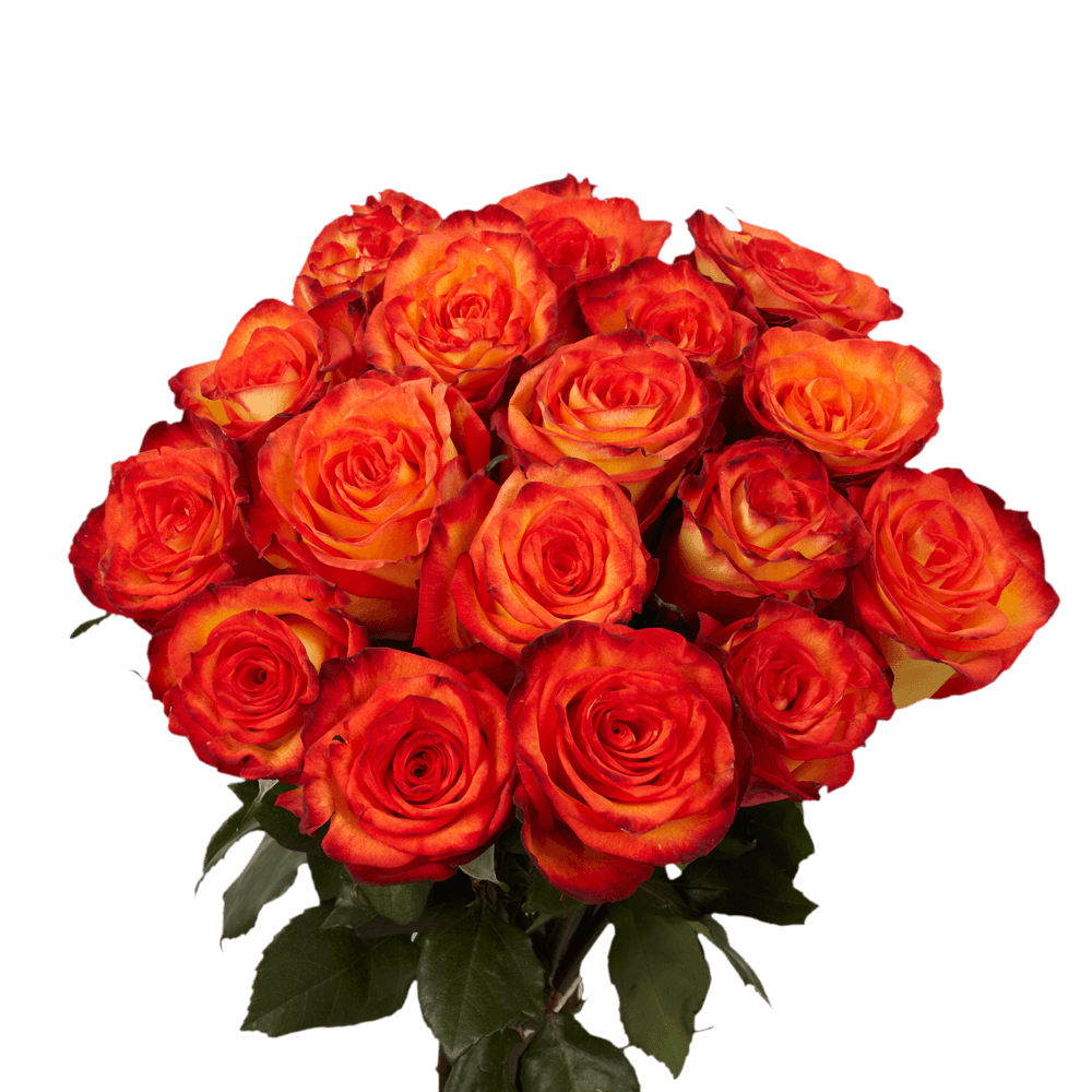 GlobalRose 125 Yellow-Red Premium Roses - High & Magic Roses - 24-28 Inches Long Stem - Fresh Flowers For Birthdays, Weddings or Anniversary.