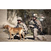 US Marines and a military working dog halt during a security patrol in Afghanistan Canvas Art - Stocktrek Images (35 x 23)