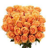 GlobalRose Long Stem Peachy Roses - 75 Cuenca Roses Long