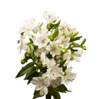 GlobalRose 240 Blooms of White Fancy Alstroemerias 60 Stems - Peruvian Lily Fresh Flowers for Delivery