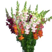 GlobalRose Beautiful Assorted Colors Snapdragon Flowers - 150 Snapdragon Assorted Colors