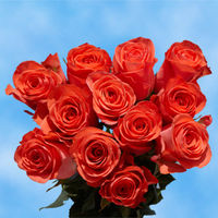 GlobalRose 1 Dozen Orange Roses - Notably Pleasant!