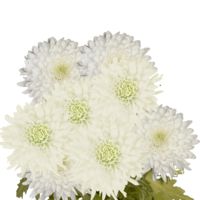 GlobalRose 200 Fresh Cut White Chrysanthemum Disbud Flowers - Fresh Flowers For Birthdays, Weddings or Anniversary.