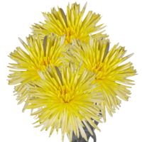 GlobalRose 50 Fresh Cut Yellow Fuji Spider Mums - Fresh Flowers For Birthdays, Weddings or Anniversary.