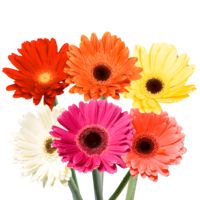 GlobalRose 60 Fresh Cut Gerbera Flowers - Fresh Flowers For Birthdays, Weddings or Anniversary.
