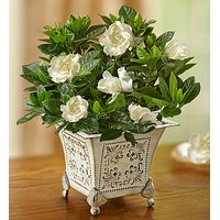 1800Flowers Small Grand Gardenia Plant with Antique-Inspired Planter