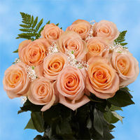 GlobalRose 1 Dozen Peach Roses & Fillers - Amazingly Radiant!