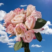 GlobalRose 250 Fresh Cut Creamy Roses - Vogue Roses - Fresh Flowers Wholesale Express Delivery