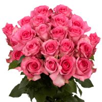 GlobalRose 75 Fresh Cut Pink Roses Long Stem - Priceless Roses - Fresh Flowers For Birthdays, Weddings or Anniversary.
