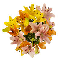 Easter Rainbow Lily Bouquet No Vase