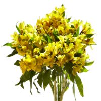 GlobalRose 240 Blooms of Yellow Select Alstroemerias 60 Stems - Peruvian Lily Fresh Flowers for Delivery