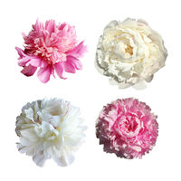 Pink and White Peonies - 20 Stems